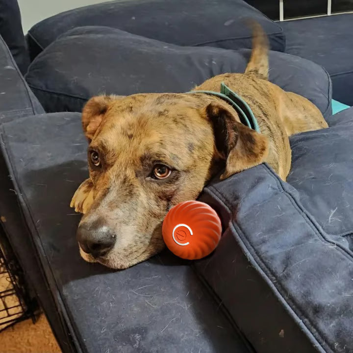 Chewie Viral Bouncing Ball