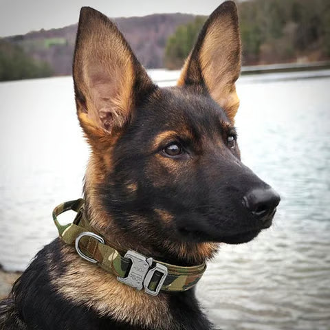 Adjustable dog collar